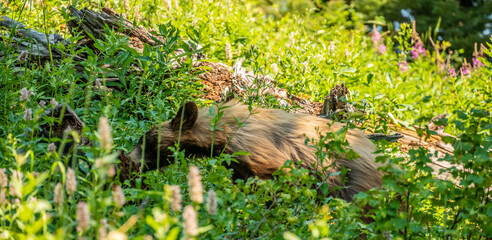 Cinnamon Black Bear Grazing For Food In Wild Flowers
