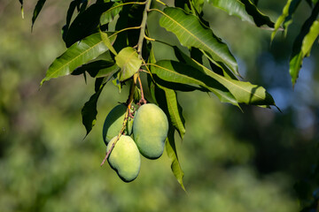 Sword mango fruits on the tree