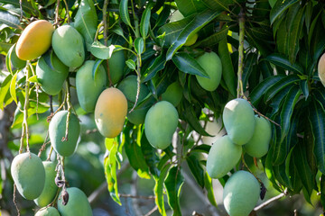 Sword mango fruits on the tree