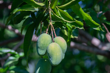 Sword mango fruits on the tree
