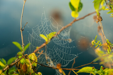 Dew Drops Cover Spider Web At The Edge of Lake