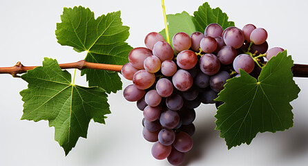 Fototapeta premium Portrait of grapes. Ideal for your designs, banners or advertising graphics.