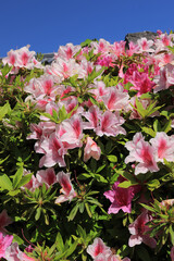 青空に映える美しいツツジ