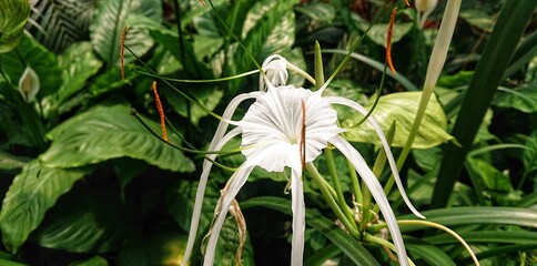 Beautiful white flowers.
