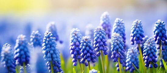 In the summer sunlight the grape hyacinth also referred to as muscari botryoides showcases its stunning blue beauty The focus is selectively captured on these lovely flowers - obrazy, fototapety, plakaty