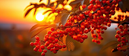 Berries of the rowan tree illuminated by the setting sun