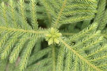 The evergreen shoots of the Norfolk cypress (Araucaria heterophylla) belong to the order pinales, family Araucariaceae. is a very popular plant.

