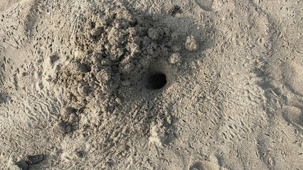 crab hole on sandy beach in the morning