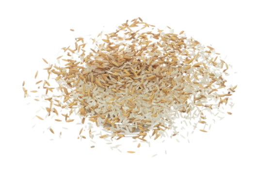 Paddy Rice grain fly in mid air. Yellow Golden Paddy Rice falling scatter, explosion float in shape form line group. White background isolated freeze motion high speed shutter