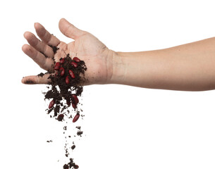 Soil dirt red bean mix fall from hand. Kidney bean soil fertilizer abstract cloud fly. Soil mix red beans planting splash stop in air. white background isolated high speed freeze motion