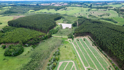 Eucalyptus plantation on a farm in Brazil.