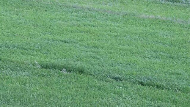 The oscillating waves of rice are blown by strong wind. Charming color,appealing rolling rice wave form a senic scene.High quality video photographed in Chiayi City, Taiwan.