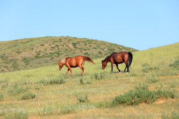 horses in the grasslands