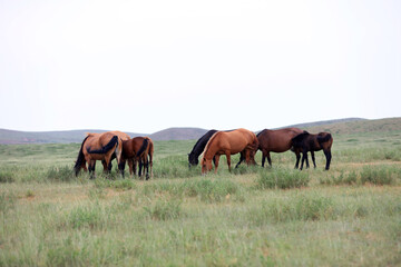 Naklejka na ściany i meble horses in the grasslands