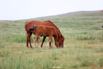 Naklejka premium horses in the grasslands