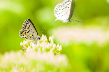 A butterfly is gathering honey