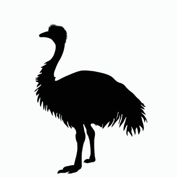 recommend clip art: Vector Silhouette of Emu, Tall Emu Illustration for Wildlife and Nature Themes