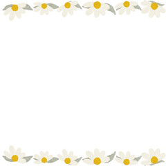 chamomile flower close-up. Daisy frame.
