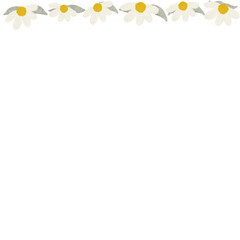 chamomile flower close-up. Daisy frame.