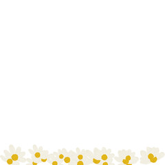 chamomile flower close-up. Daisy frame.