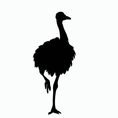 Vector Silhouette of Ostrich, Graceful Ostrich Graphic for Bird and Wildlife Concepts