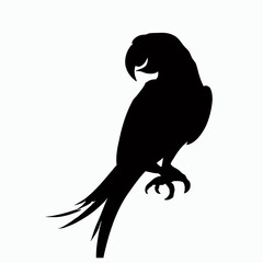 Fototapeta premium Vector Silhouette of Parrot, Colorful Parrot Graphic for Exotic Bird and Nature Themes