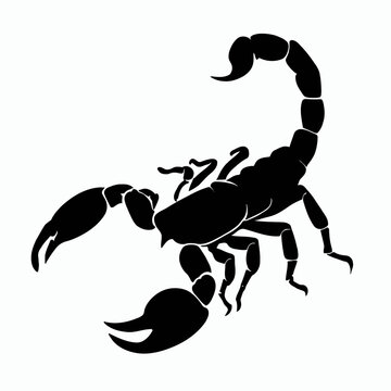 Vector Silhouette of Scorpion, Stingy Scorpion Graphic for Arachnid and Wildlife Themes