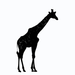 Fototapeta premium Vector Silhouette of Giraffe, Tall Giraffe Illustration for Animal and Zoo Designs