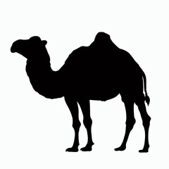 Vector Silhouette of Camel, Resilient Camel Graphic for Desert and Wildlife Designs