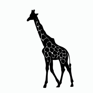 Vector Silhouette of Giraffe, Tall Giraffe Illustration for Animal and Zoo Designs