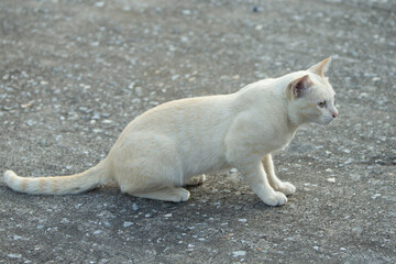 White cat sitting on the ground and looking at the camera, Thailand.