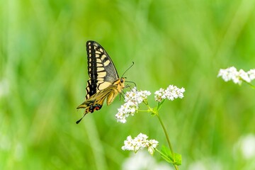 満開の白い蕎麦の花の蜜を吸うキアゲハ