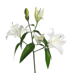 Beautiful fresh lily plant isolated on white