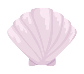 sea life seashell