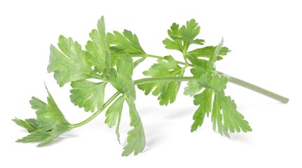 Sprig of fresh green parsley isolated on white