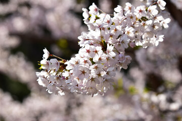 晴れた朝の満開の桜