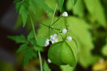 フウセンカズラの実と花