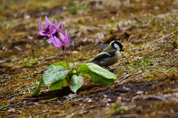 シジュウカラとカタクリ