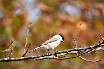 晩秋の森のハシブトガラ