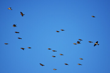 青空を飛ぶ南下前のヒヨドリ