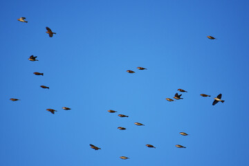 青空を飛ぶ南下前のヒヨドリ
