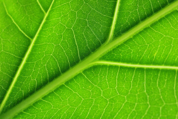 Macro photo of green leaf as background