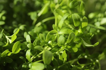 Growing microgreen. Fresh arugula sprouts as background, closeup