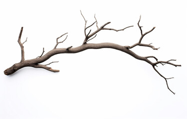 Fototapeta na wymiar Branch of dead tree isolated on white background