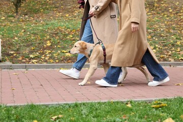 Couple with adorable Labrador Retriever puppy walking in park, closeup. Space for text