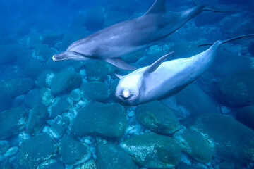 Obraz premium イルカ_御蔵島_09_母子イルカ