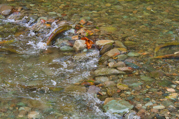 A female sockeye salmon swims upstream.   Weaver Creek  BC Canada 
