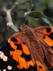 butterfly on a leaf