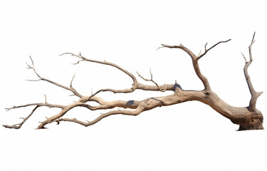 Dry branch of dead tree with isolate on a white background