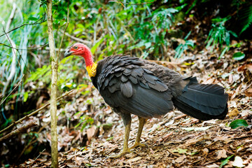 The Australian Brush Turkey in the wild of the Queensland hinterland around Mount Warning